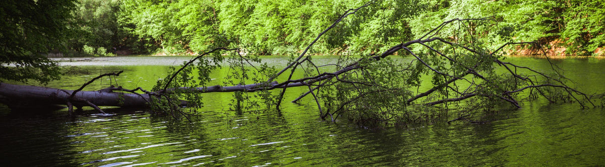 Angelruten mit Solid Tip | HechtundBarsch.ch (Schweiz)