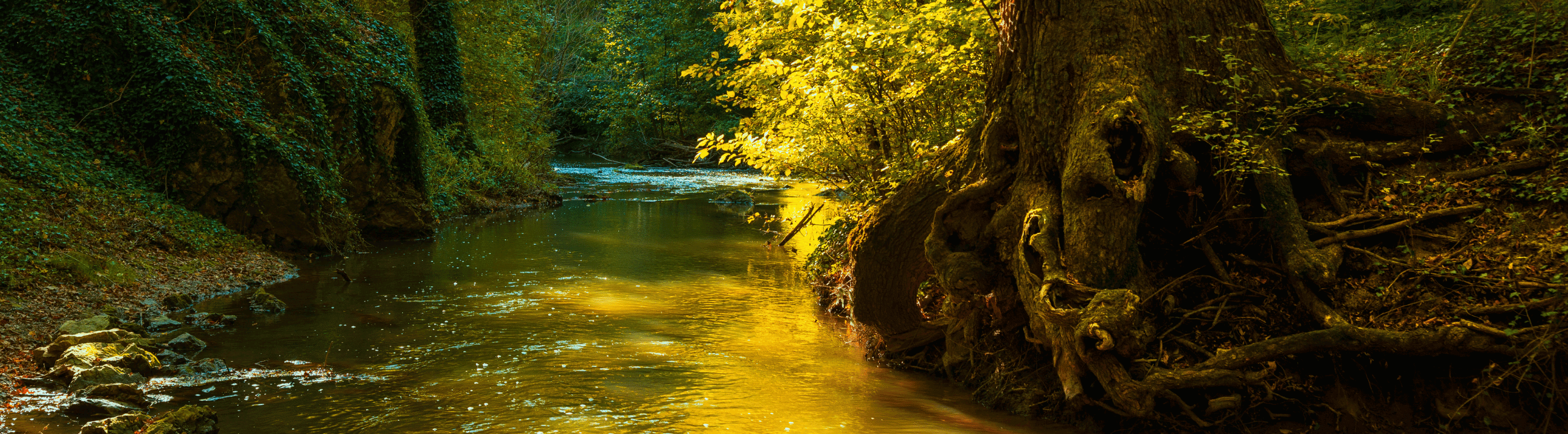 Barsch | HechtundBarsch.ch (Schweiz)