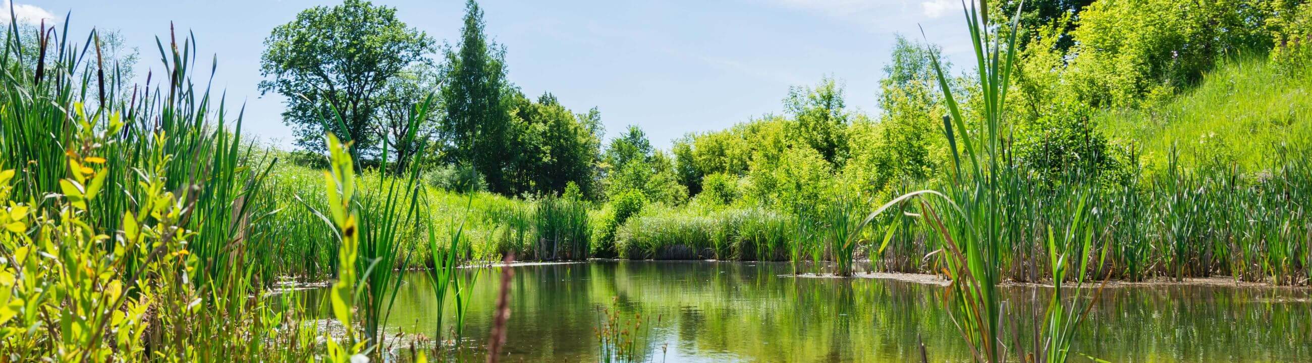 Deadbait Rig - Vom Schnur bis Haken, hier findest du alles für deine Köderfisch montage - collection Banner