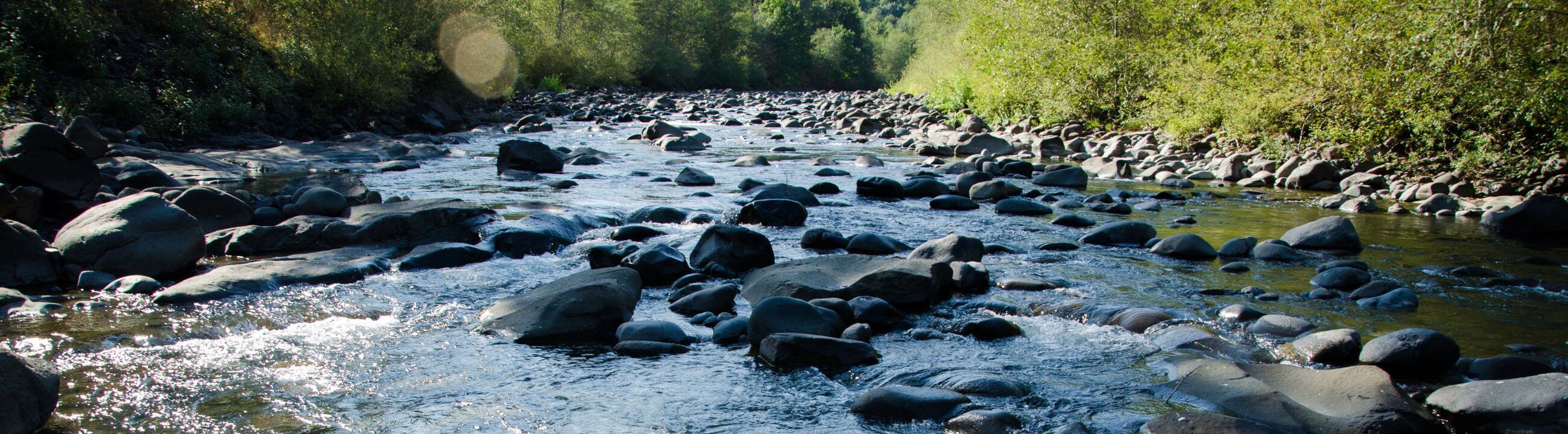 Topwater-Köder für Barsch | HechtundBarsch.ch (Schweiz)